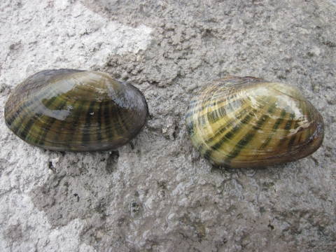 Image of 2 Texas fatmucket mussels