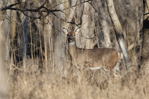 White-tailed Deer