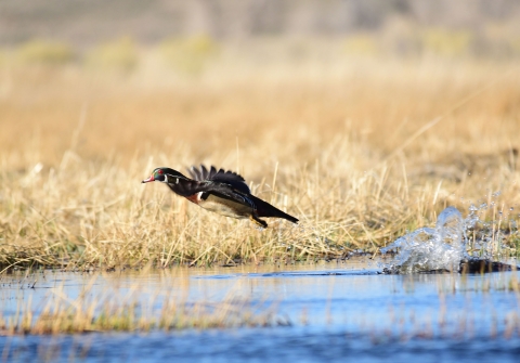 Wood Duck taking off from march area with a splash