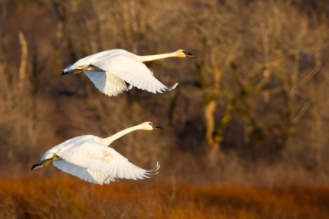 pair of trumpeter swans in flight against a fall background