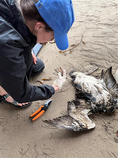 A person crouched down observing a dead bird on the beach