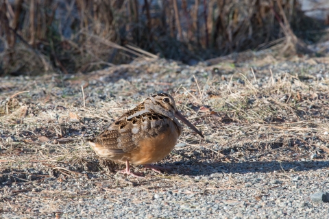 American woodcock