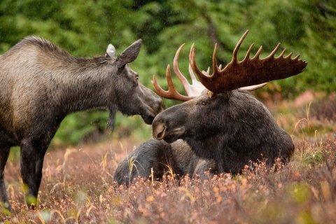 A pair of moose 