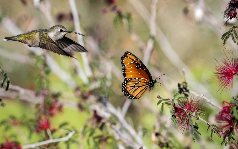 Anna's hummingbird and butterfly