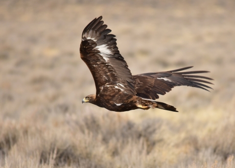 Golden eagle in flight.