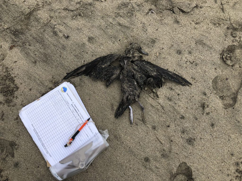 A clipboard and pen resting near a dead bird on the beach