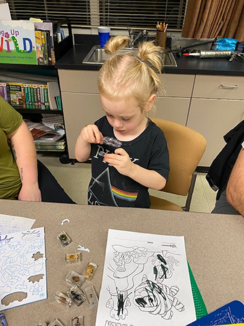 Child looking at an insect specimen with a magnifying glass