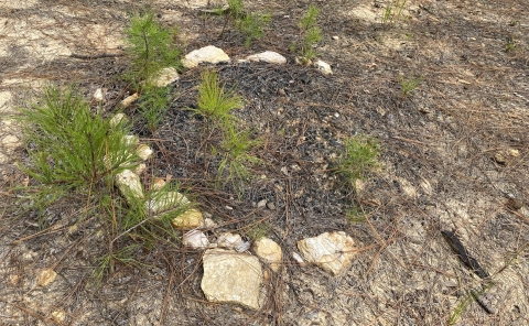 Pine saplings in a fire ring.