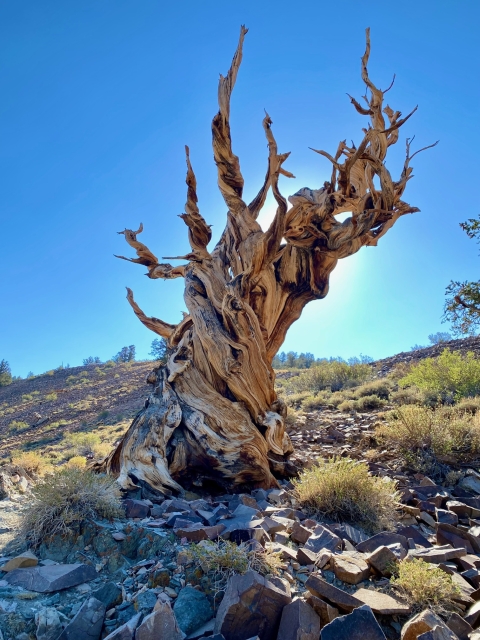 A large Bristlecone Pine grows in rocky terrain. The tree is gnarled and twisted. The sun sits behind the tree backlighting the tree.