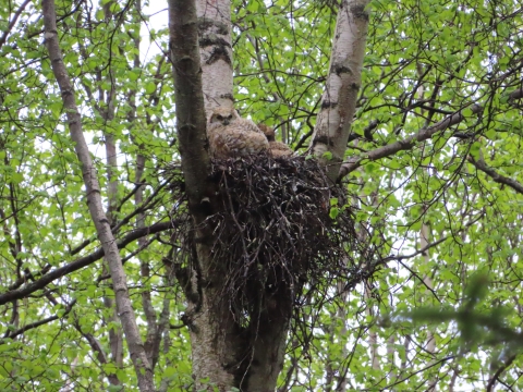 Two fluffy owl nestlings sit in a stick nest high up in a tree