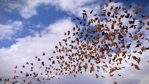 Group of monarchs migrating in the sky