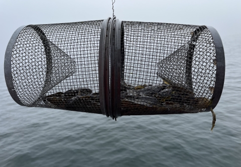 Minnow trap with round goby