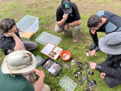 Biologists compare mussel shells to a silty pond mussel refence specimen