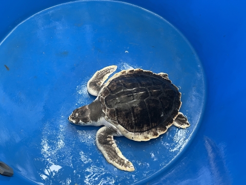 a sea turtle with white margins and a nearly black shell sits in the bottom of a large blue tub