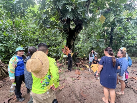 Guam residents practicing species identification for Mariana fruit bat