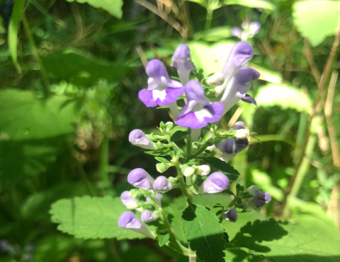 Ocmulgee skullcap plant in bloom