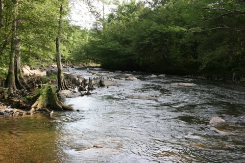 Image of a flowing river surrounded by tree