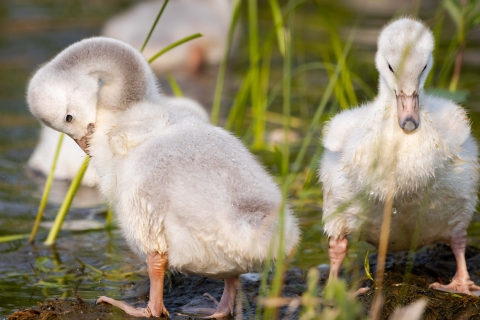 two trumpeter swan cygnets stand in a marsh