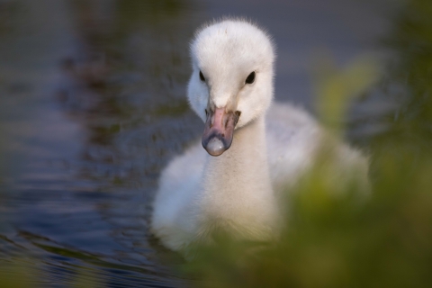 a small white cygnet floats on a pond