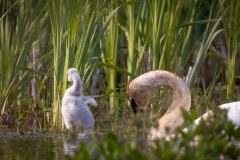 a cygnet stands in a marsh with small wings flapping next to an adult swan