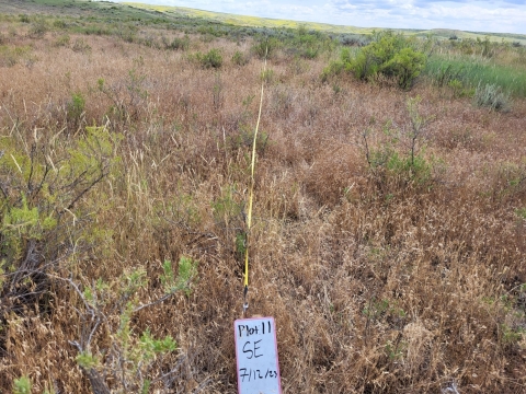 Pre-treatment photo of Japanese brome, an invasive annual grass at Charles M. Russell National Wildlife Complex. The team plotted areas for herbicide treatment of this invasive annual grass.