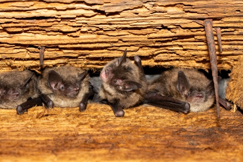 four bats are nestled between wooden rafters