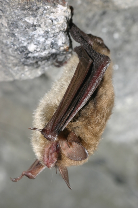 Northern long-eared bat hanging upside down