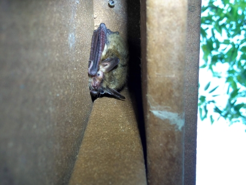 Northern long-eared bat roosting 