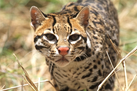 a close up image of a small wild cat with stripes and spots