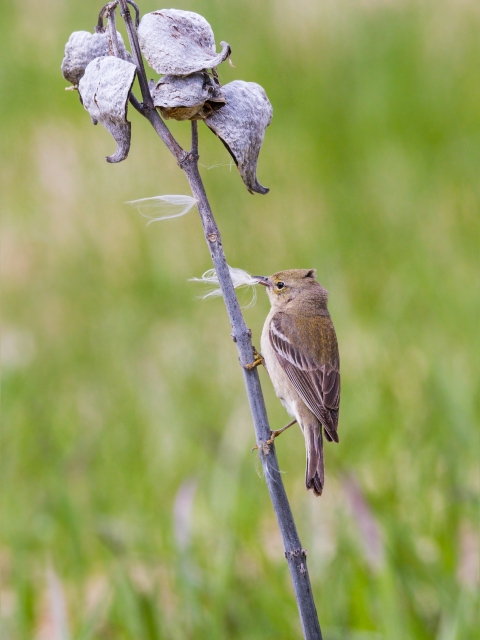 Pine Warbler Collecting Nesting Material from Milkweed