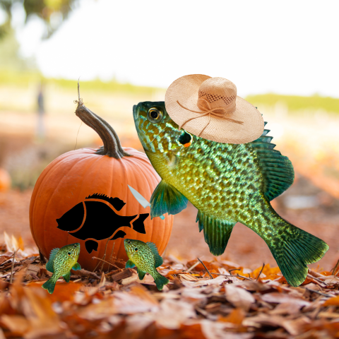 A photoshopped image of a pumpkinseed fish wearing a floppy hat and holding a carving knife in front of a pumpkin. Two small fish are in front of the pumpkin, and the pumpkin looks like it has been carved into a fish themed jack-o-lantern.