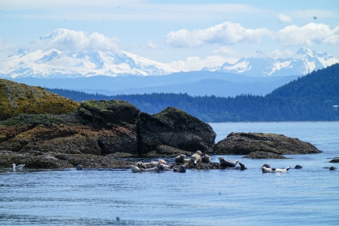 Seals clustered around rocks in Bellingham Bay. The rocks are brown and black and the sky is blue with clouds and mountains in the distance.