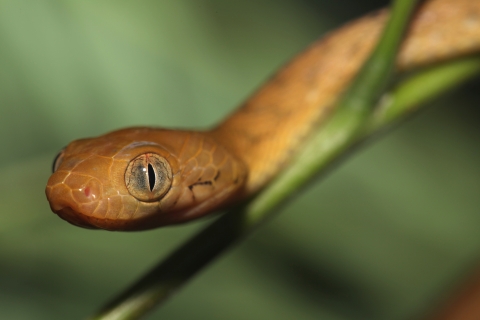 A brown tree snake pokes its head out