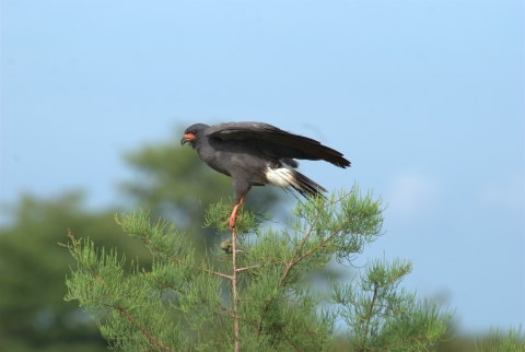 A male Everglade snail kite perches on the top of a pine tree. The bird has dark grey feathers, yellow feet, a sharp/curved beak, and a white patch above its tail feathers. Its wings are slightly open as it stretches.