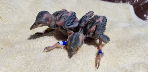 two featherless baby birds with bands on their legs sit on a towel;