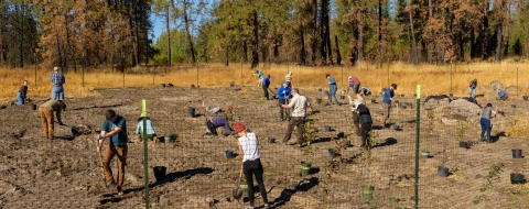 Panoramic photo of FWS staff and volunteers planting trees as part of a restoration project