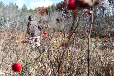 Person walking through a field holding a chainsaw