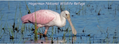 A Roseate spoonbill forages in a Hagerman NWR marsh