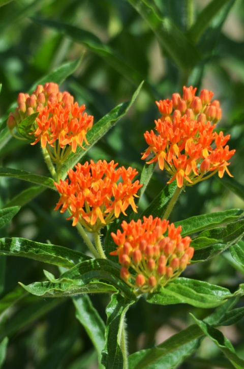 Butterfly milkweed in bloom