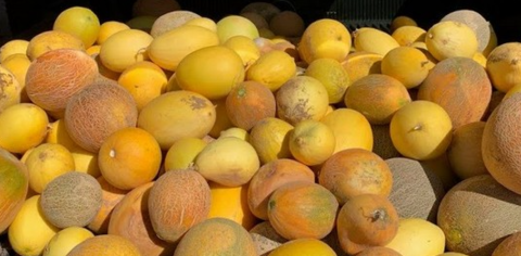 The back of a pickup truck filled with heirloom melons