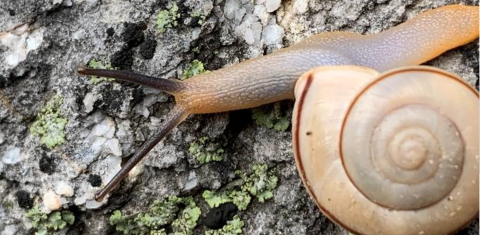 Close up of a snail on the ground