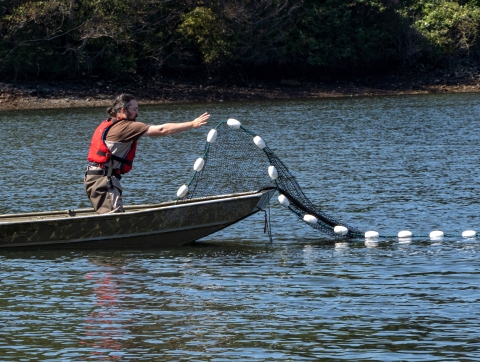 A service intern kneels in a small boat and casts a net into the water to conduct a seining survey.