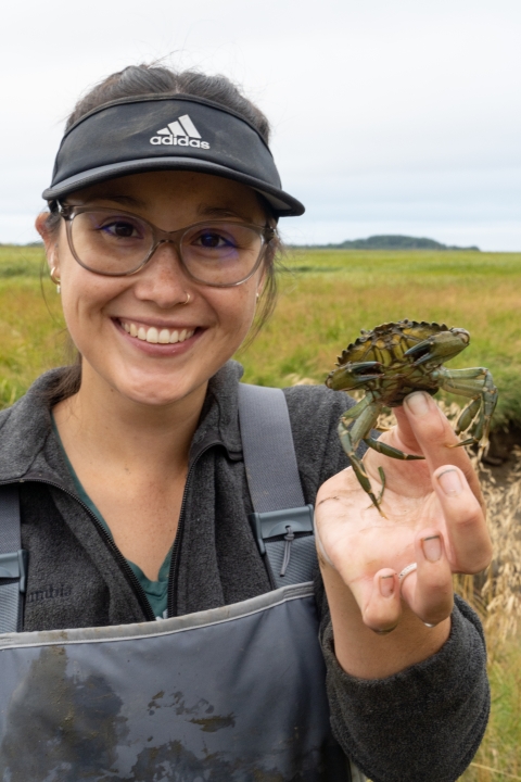 Service intern in waders holding a European Green Crab. Marsh vegetation and skyline in background.