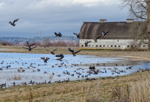 Geese landing in flooded field