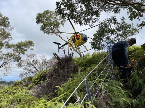 A yellow helicopter approaches a densely vegetated tropical hillside. A thin wire fence wraps up and around the hill. 