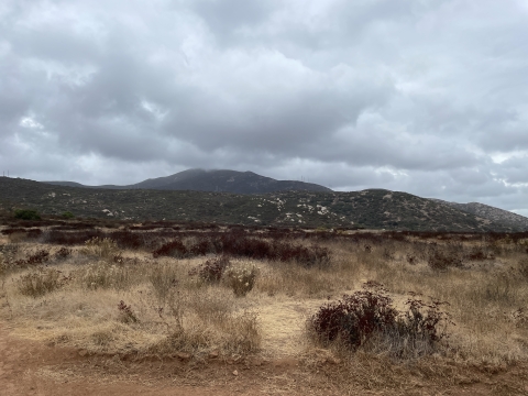 Coastal sage scrub habitat with hills in the background and large, grey clouds in the sky.