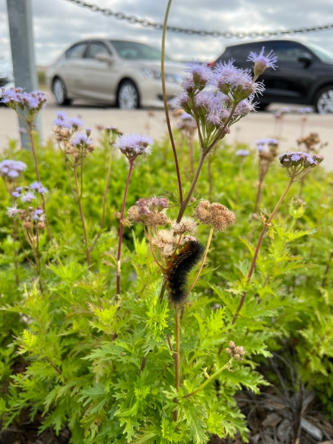 A saltmarsh caterpillar on a flower