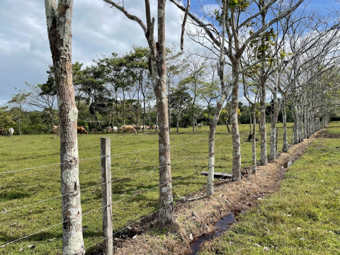 Cattle graze in field behind a sturdy fence