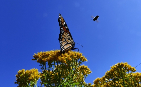 Nature's Teamwork: A monarch and a bee, working together to pollinate our world.