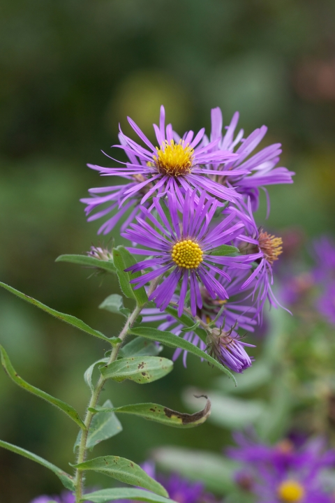 New England aster in bloom